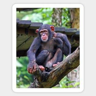 Chimpanzee Sticker